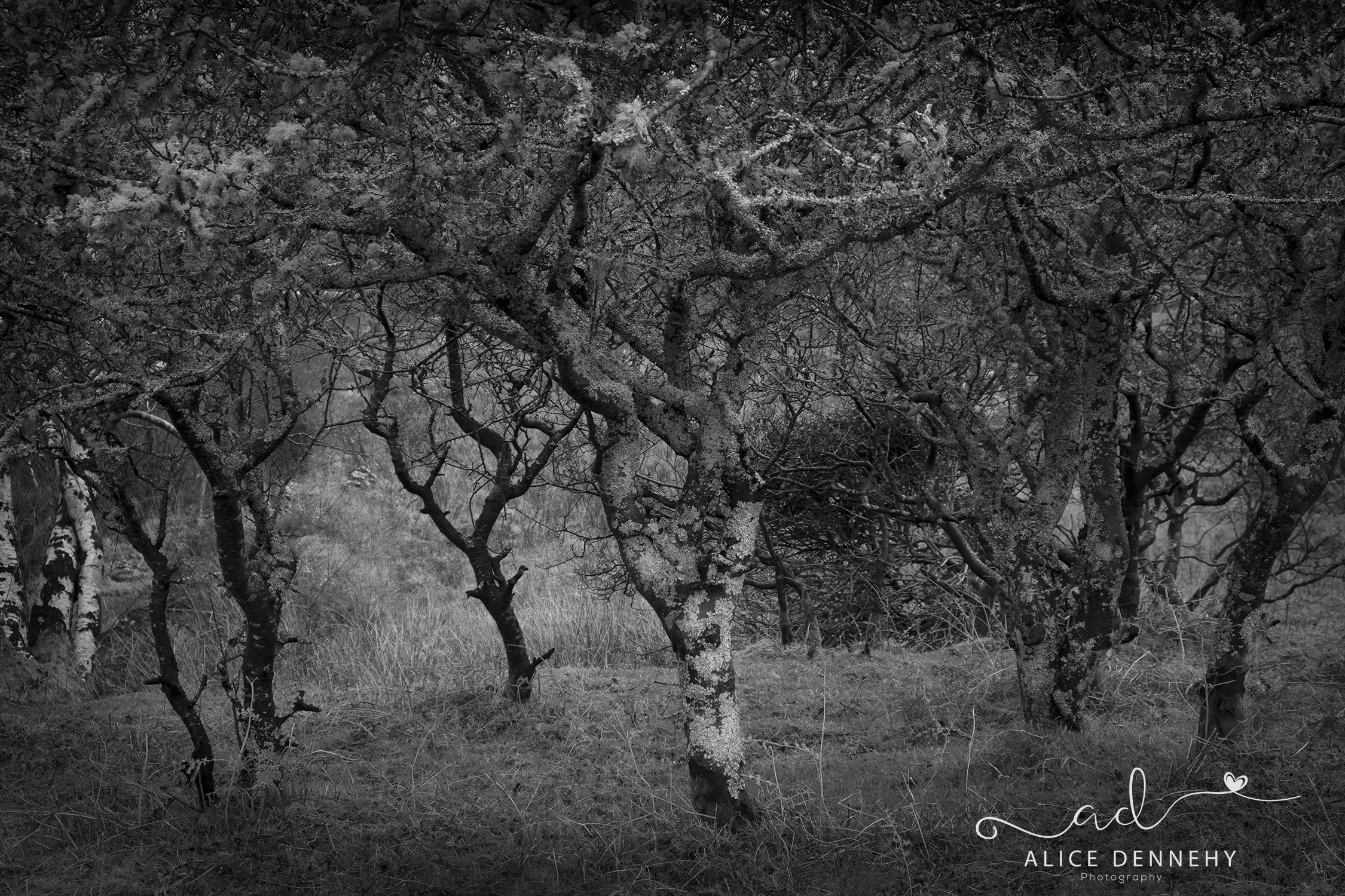 Irish Nature Irish Nature